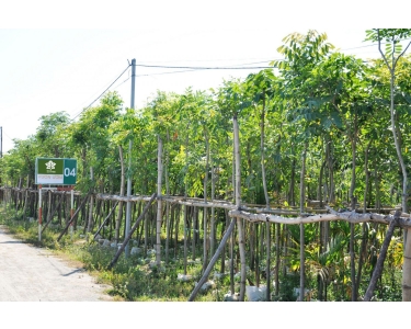 Đơn vị cung cấp cây công trình uy tín tại Đồng Tháp