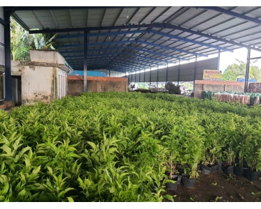 Cung cấp các loại hoa kiểng trên toàn quốc