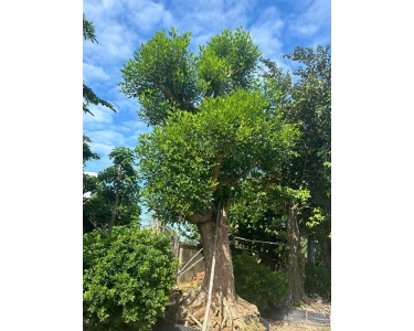 Hoa Kiểng Hưng Lợi - Vườn cây giá rẻ với đa dạng các loại kiểng