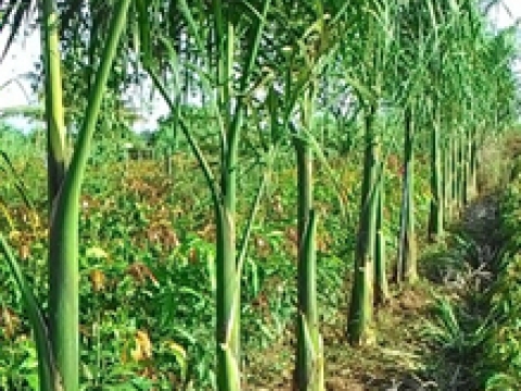 Hàng đi  buổi sáng về Cần Thơ