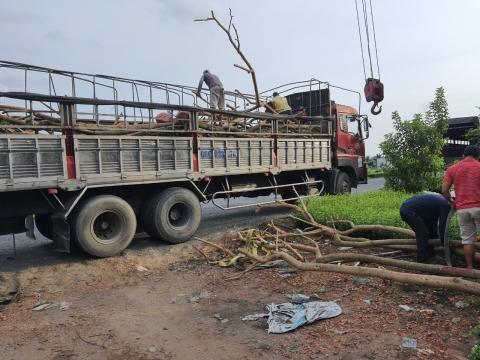 Cây công trình Sa Đéc sỉ lẻ đi toàn quốc