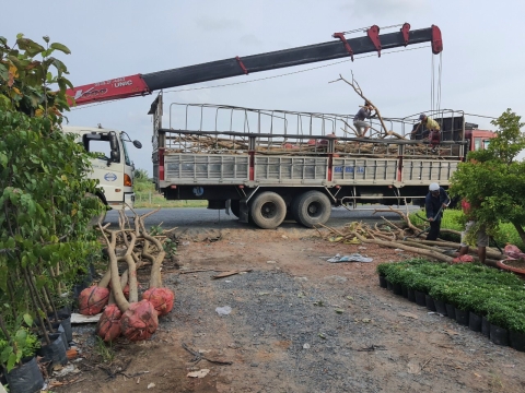 Cây công trình Sa Đéc sỉ lẻ đi toàn quốc
