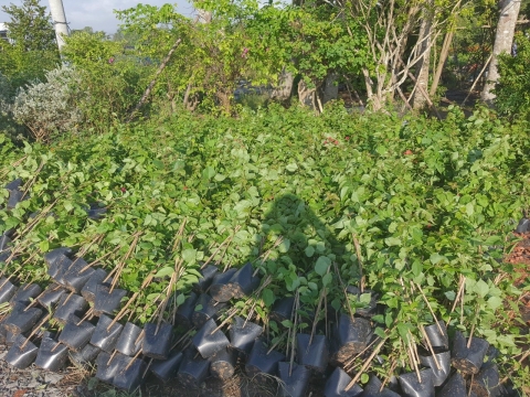 Cây công trình Sa Đéc sỉ lẻ đi toàn quốc