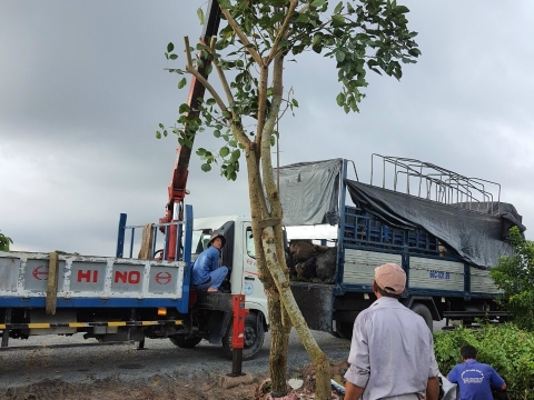 Cây công trình Sa Đéc sỉ lẻ đi toàn quốc