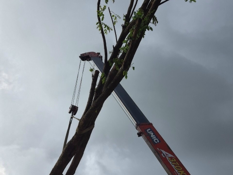 Cây công trình Sa Đéc sỉ lẻ đi toàn quốc