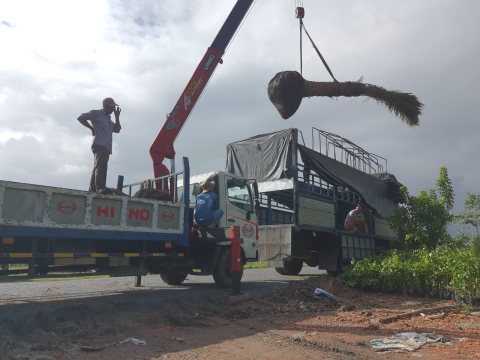 Cây công trình Sa Đéc sỉ lẻ đi toàn quốc