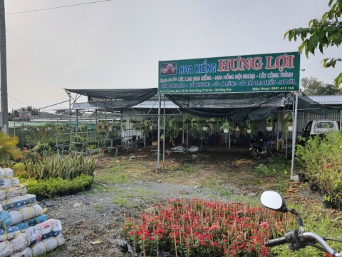 Cây công trình Sa Đéc sỉ lẻ đi toàn quốc
