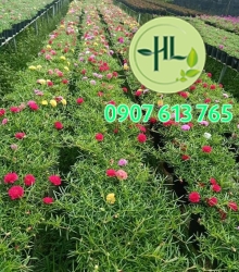 Hoa 10 giờ