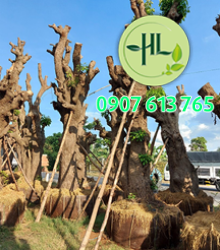 Cây công trình1