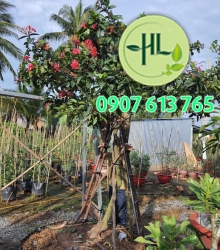 Hoa kiểng 1