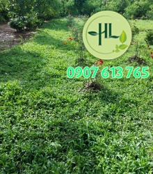 Hoa 6