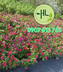 Hoa dừa cạng