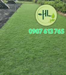 Cung cấp cỏ nhung nhật giá sỉ