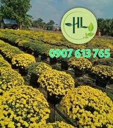 Cúc mâm xôi sỉ lẻ tại Sa Đéc