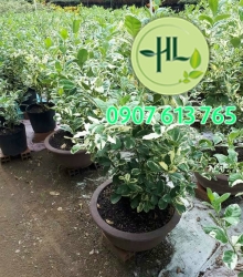 Chanh cẩm thạnh