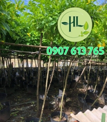 Huỳnh Liên 1 cốt