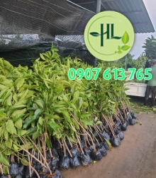Sứ ngọc lan size trung