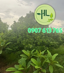Nguyệt Quế (tàn tròn ụm)