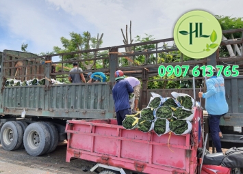 Hàng đi ngày 10/10/2020
