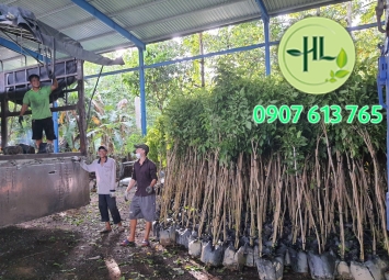 Cảm ơn anh em Tiền Giang đã ủng hộ hoa kiểng Hưng Lợi