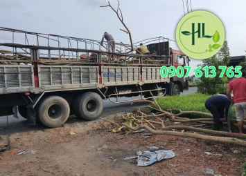 Cây công trình Sa Đéc sỉ lẻ đi toàn quốc