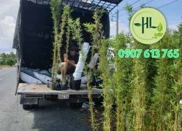 Hàng đi  buổi sáng về Cần Thơ