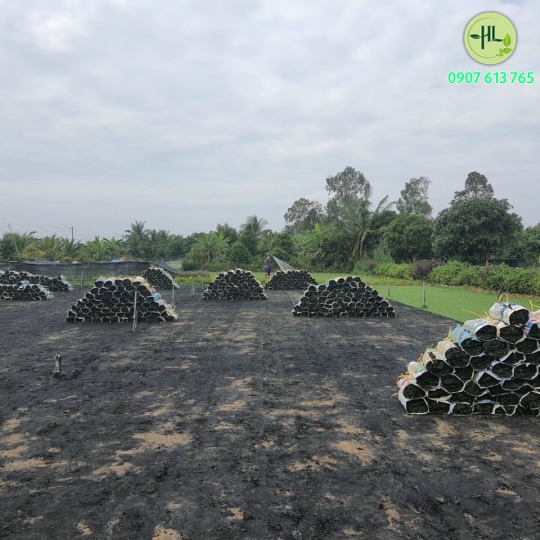 Cung cấp cỏ nhung nhật giá sỉ