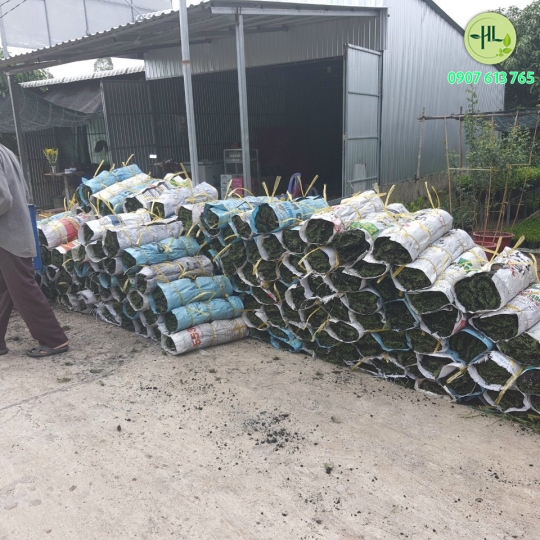 Cung cấp cỏ nhung nhật giá sỉ