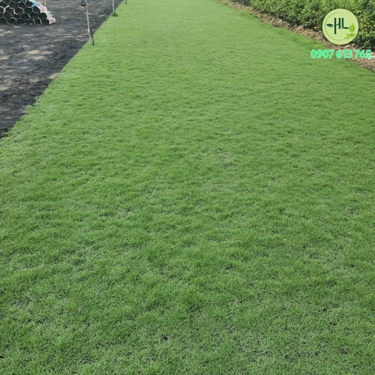Cung cấp cỏ nhung nhật giá sỉ