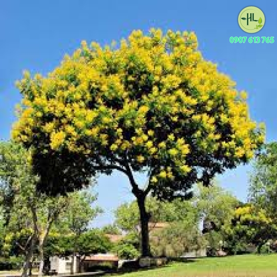 Lim xẹt giá nhà vườn