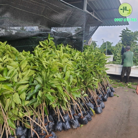 Sứ ngọc lan size trung