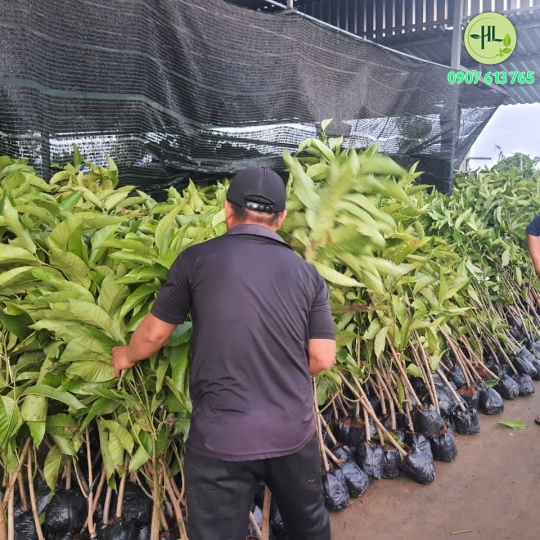 Sứ ngọc lan size trung